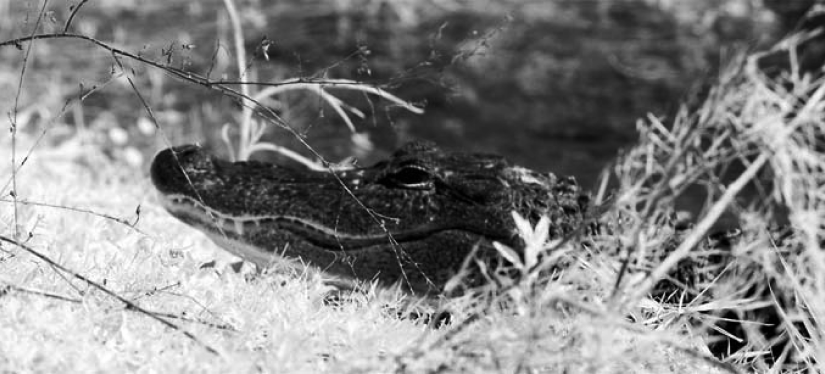 FloridaMyEden.com - InfraRed photograph of a Florida alligator.